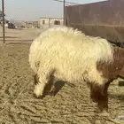 خرفان نعيم و سواكن ضحايا للحجز