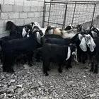 معزا مراح واحد مضريع ودفيع