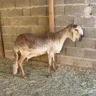 شاة ساكنية صنفف فاخرة