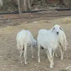 للبيع ضان حريات