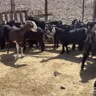 معزاء عارضيات