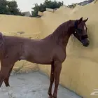 فحل مربط