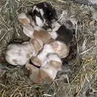 ارنب بعيالها