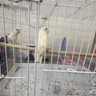 جوز روز منتج البينو للبيع