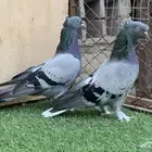 حمام تركي