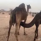 بكرة للبيع