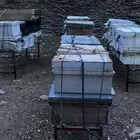 عيدان افرنجي بدون نحل