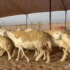 سلام عليكم ورحمة وبركاته