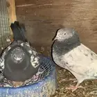 للبيع حمام باكستاني