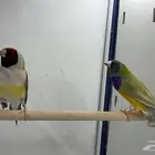 قولدن فنش