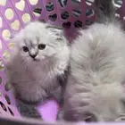 قطط قطه بيع قطة سكوتش بيع
