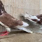 زوج حمام