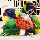 فروخ لوري غر حجم ابطال