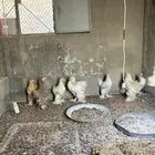 دجاج براهما