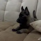 جراوي مالينو