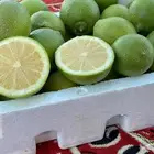 للبيع ثمار ليمون اضاليا فاخر