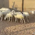 جذعات رفيد