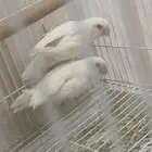جوز روز البينو