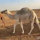 حاشي تسع شهور ناهي برسيم وشعير