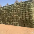 برسيم صافي