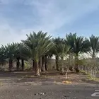 للبيع
