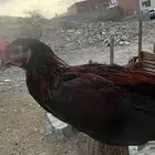 ديك وأربع دجاجات باكستانيه للبيع