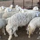 غنم حري حرش صنف