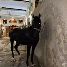 حصان إنجليزي ثوربريد مستورد