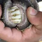 معزاء عوارض طيبه