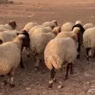 عدد 110 غنم نعيم مراح منوة القناي