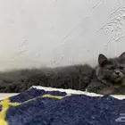 قطط