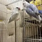 ببغاء روز جوز منتجات قبل
