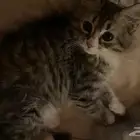قطوه