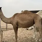 بكره شعلا مفروده كفو