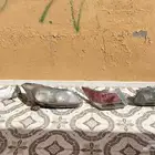 اسطبات وشمعات اكورد 2008 - 2012