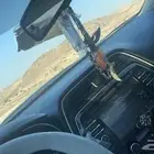 مكسيما موديل 2018 SV