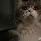 قطه للتبني البكيرية