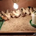صوص دجاج (فروخ دجاج)