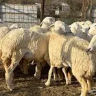 رخال فرش الفحل صنننف الصنف