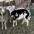 خرفان مهجنه