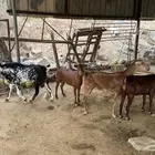 غنم سمان مع فحلها
