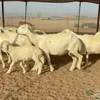 ما شاء الله تبارك الله اعرض لكم غنم حريات خلفات