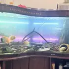 Aquarium Fish Tank for sale unique American fishes cochlids