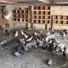 حمام لاحم