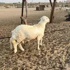 خروف فحل توه كسر ثنى مشروط