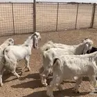 للبيع تيوس