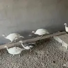 حبشي
