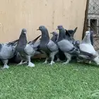حمام تركي