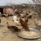 دجاج بلدي بياض وحضان ودجاج وتركي للبيع جمله وتفريد