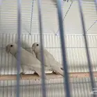 زوج روز البينو عيون حمر حجم فاخر